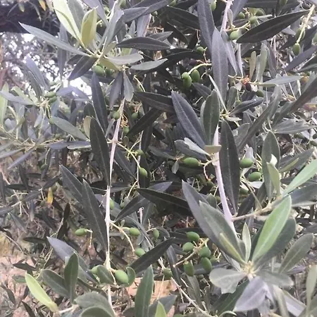 La Giara *