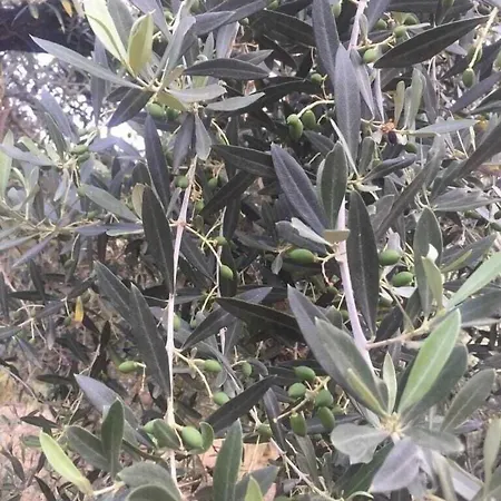 Bed & Breakfast La Giara